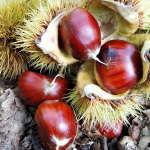 Kestane 1 Kg - Görsel 4