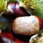 Kestane 1 Kg - Görsel 10