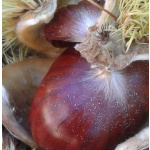 Kestane 1 Kg - Görsel 9